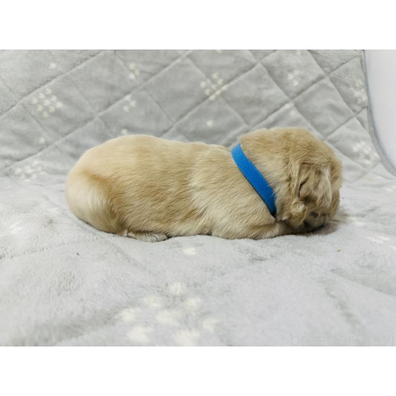 販売中の千葉県のゴールデンレトリーバー-440022の10枚目