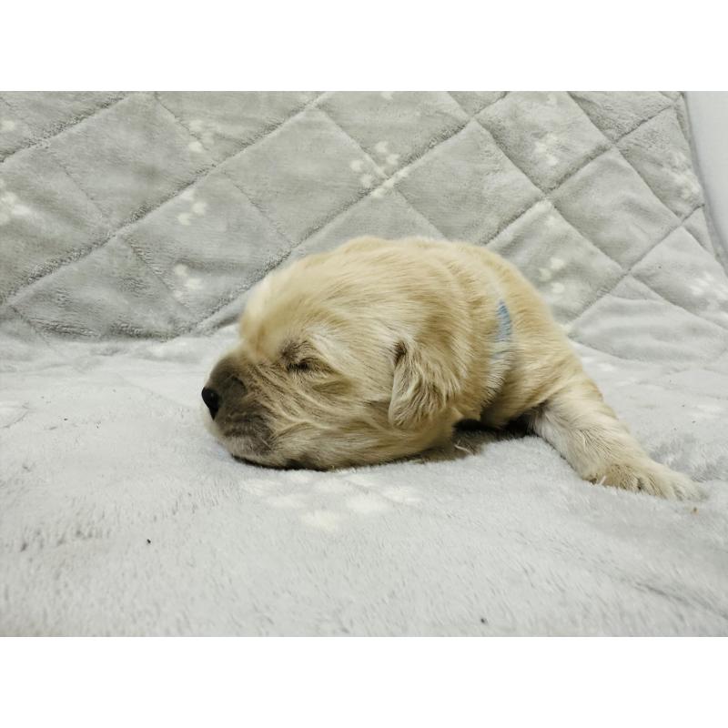 販売中の千葉県のゴールデンレトリーバー-440022の9枚目