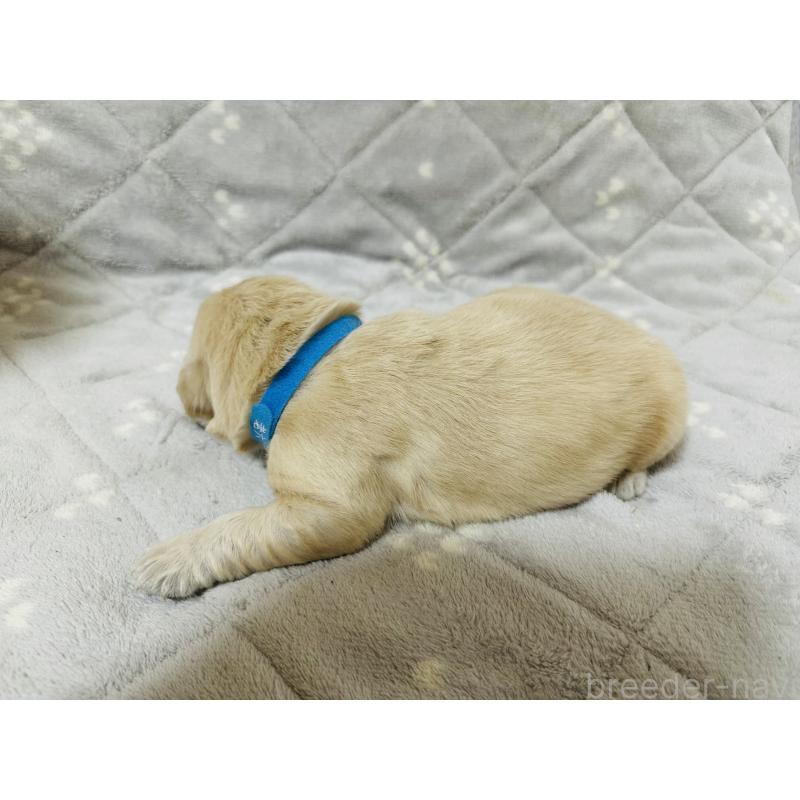 販売中の千葉県のゴールデンレトリーバー-440022の6枚目