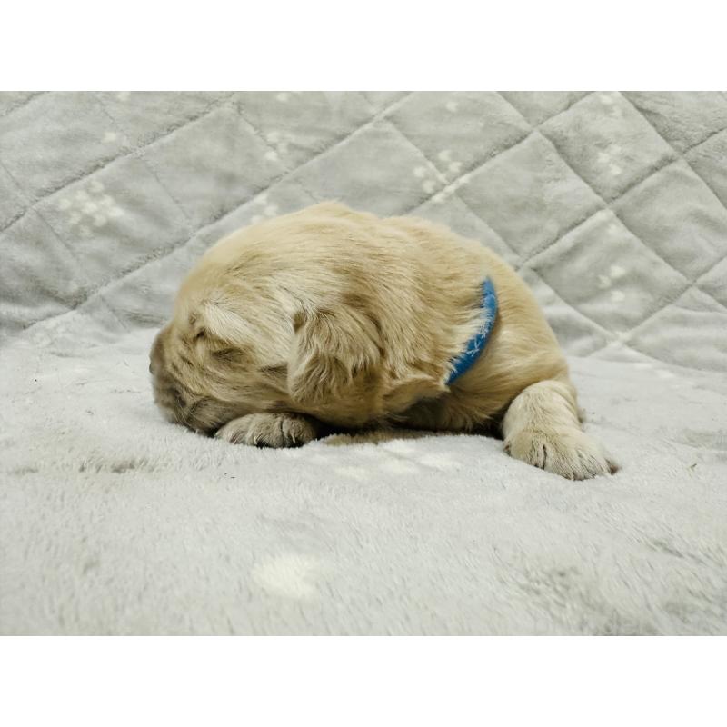 販売中の千葉県のゴールデンレトリーバー-440022の5枚目