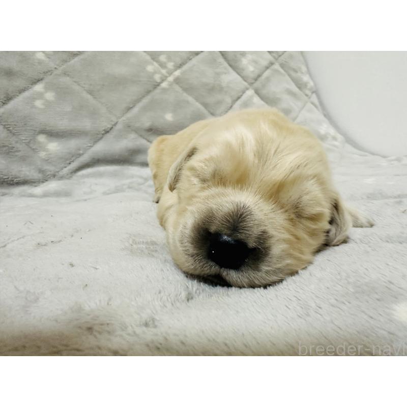 販売中の千葉県のゴールデンレトリーバー-440022の4枚目