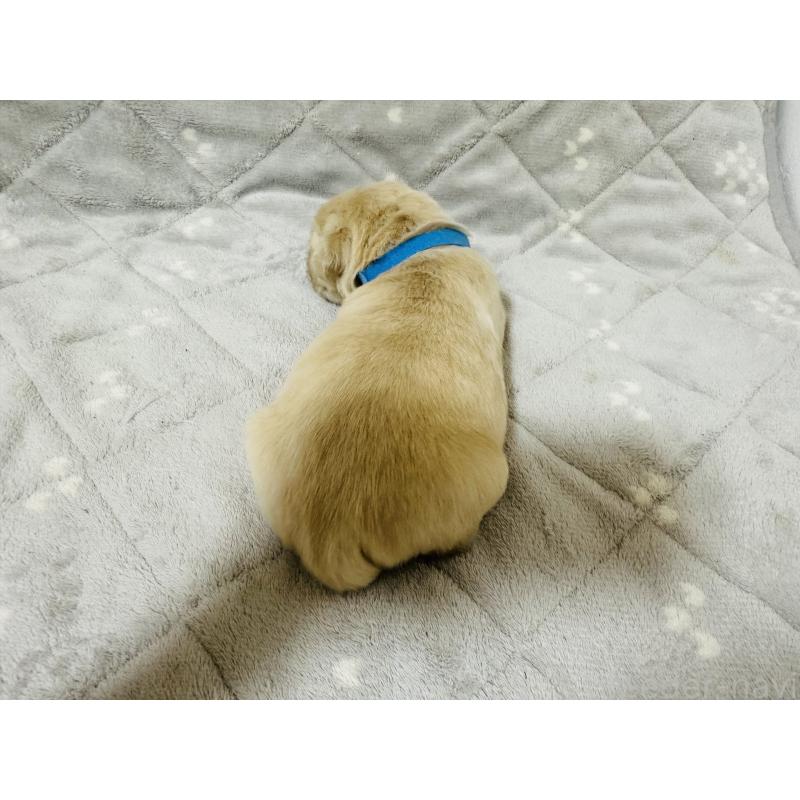 販売中の千葉県のゴールデンレトリーバー-440022の3枚目