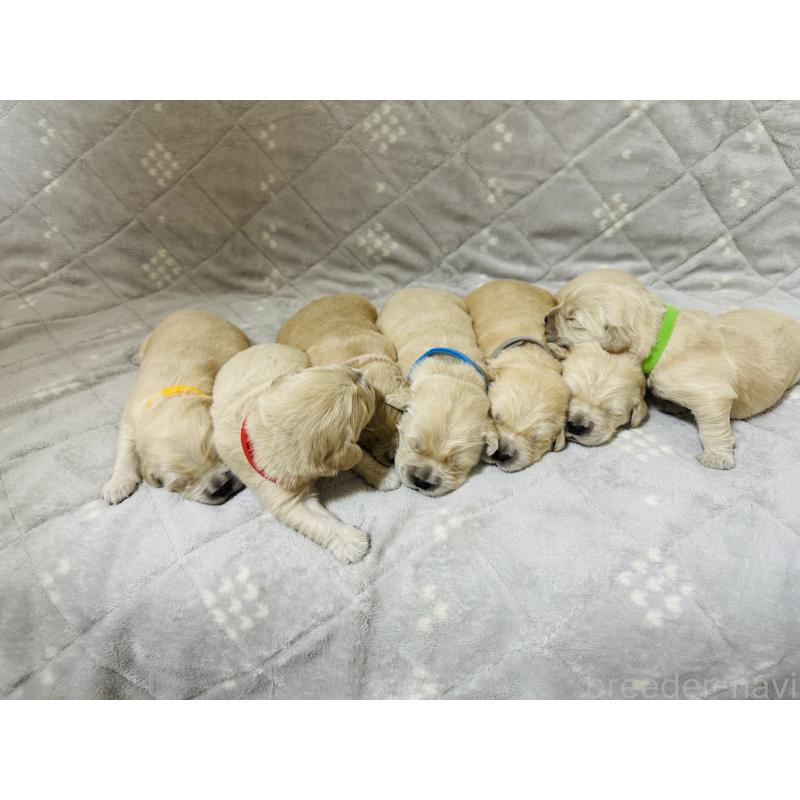 販売中の千葉県のゴールデンレトリーバー-440022の2枚目