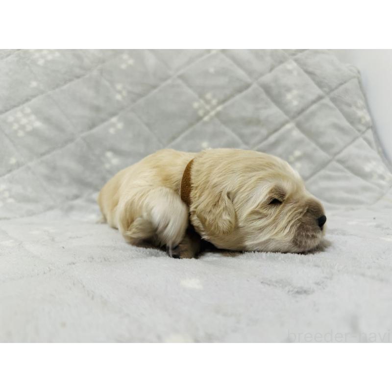 販売中の千葉県のゴールデンレトリーバー-440023の8枚目