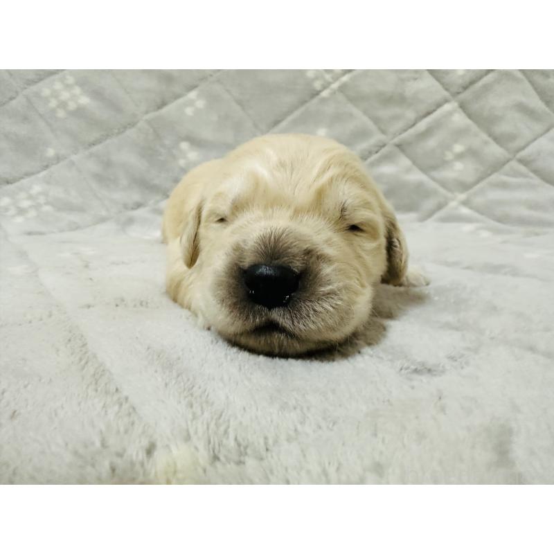 販売中の千葉県のゴールデンレトリーバー-440023の7枚目