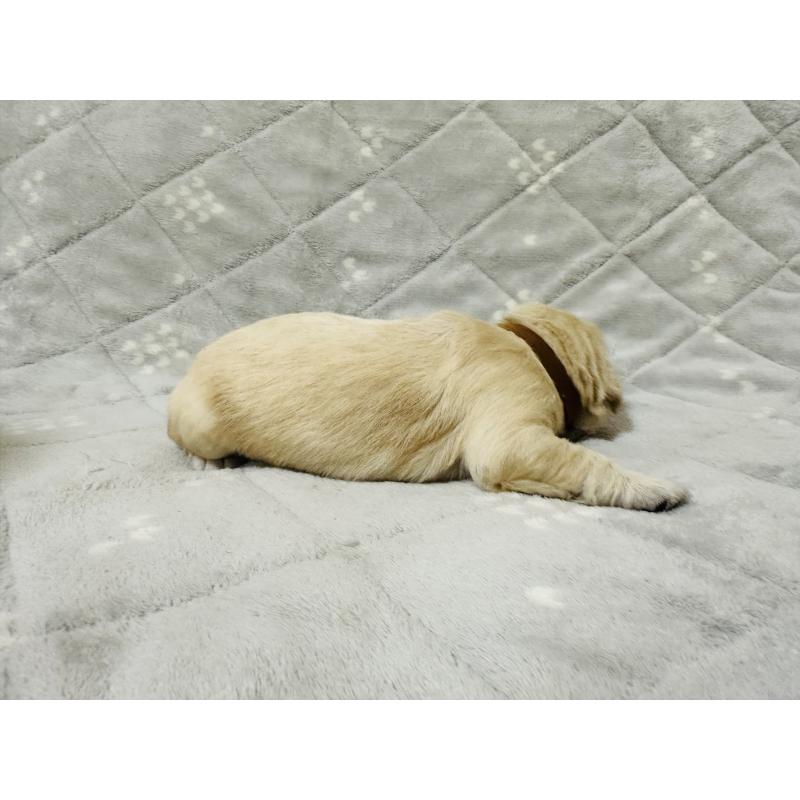 販売中の千葉県のゴールデンレトリーバー-440023の5枚目