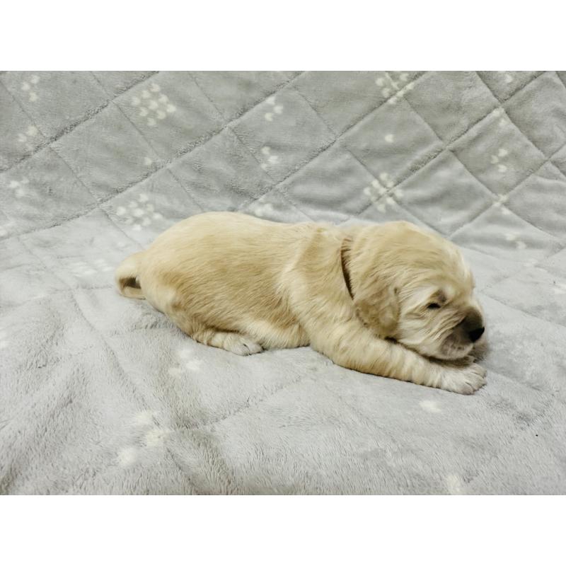 販売中の千葉県のゴールデンレトリーバー-440023の4枚目