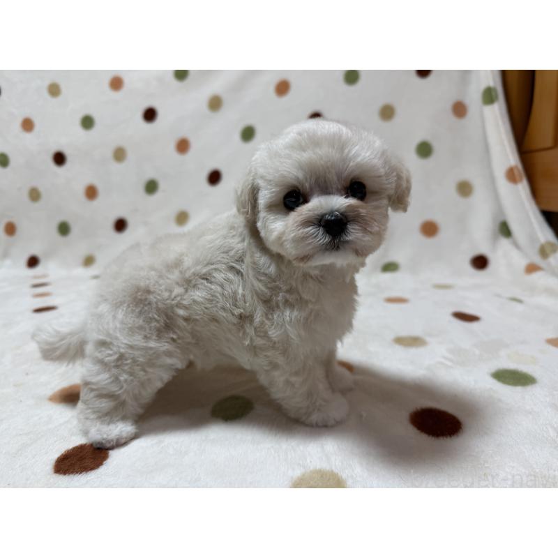 販売中の岐阜県のミックス犬-440024の5枚目