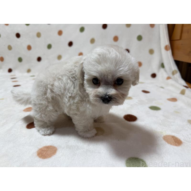 販売中の岐阜県のミックス犬-440024の4枚目