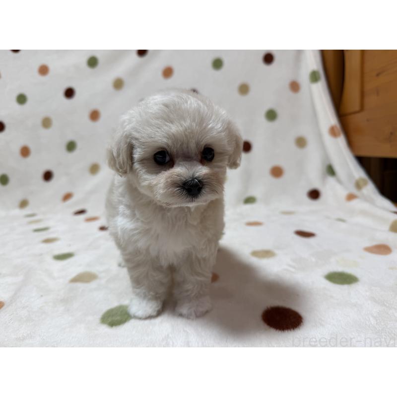 販売中の岐阜県のミックス犬-440024の3枚目