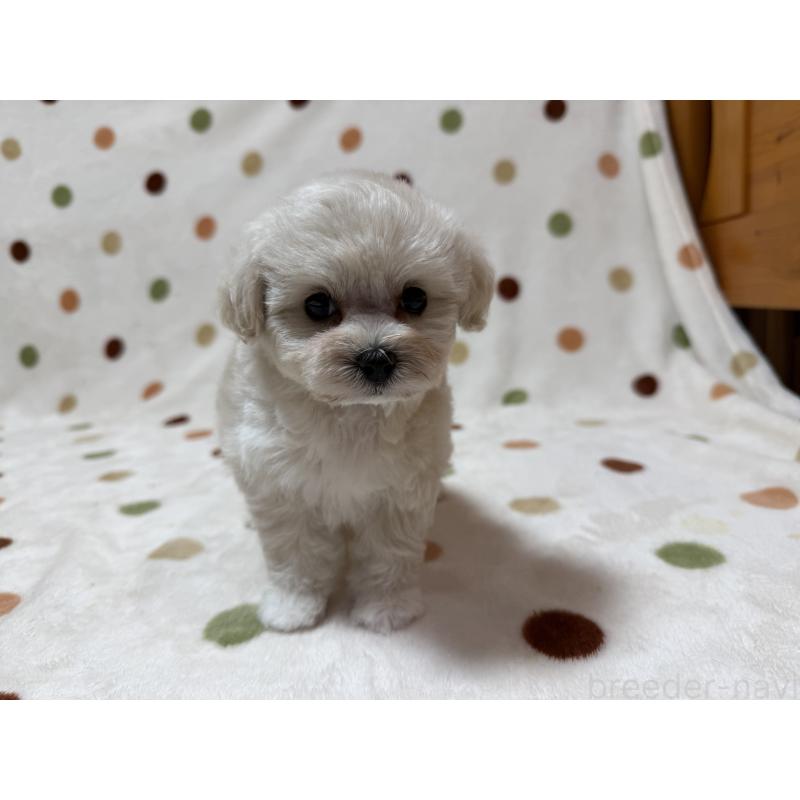 販売中の岐阜県のミックス犬-440024の2枚目