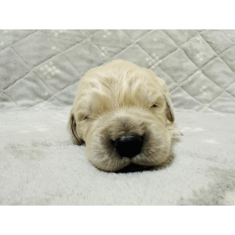 販売中の千葉県のゴールデンレトリーバー-440025の7枚目