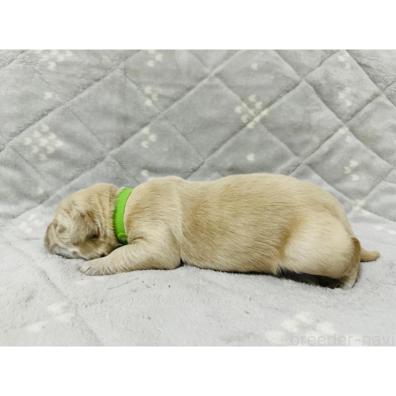販売中の千葉県のゴールデンレトリーバー-440025の6枚目
