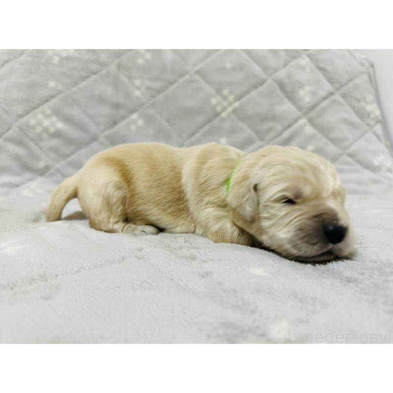 販売中の千葉県のゴールデンレトリーバー-440025の5枚目