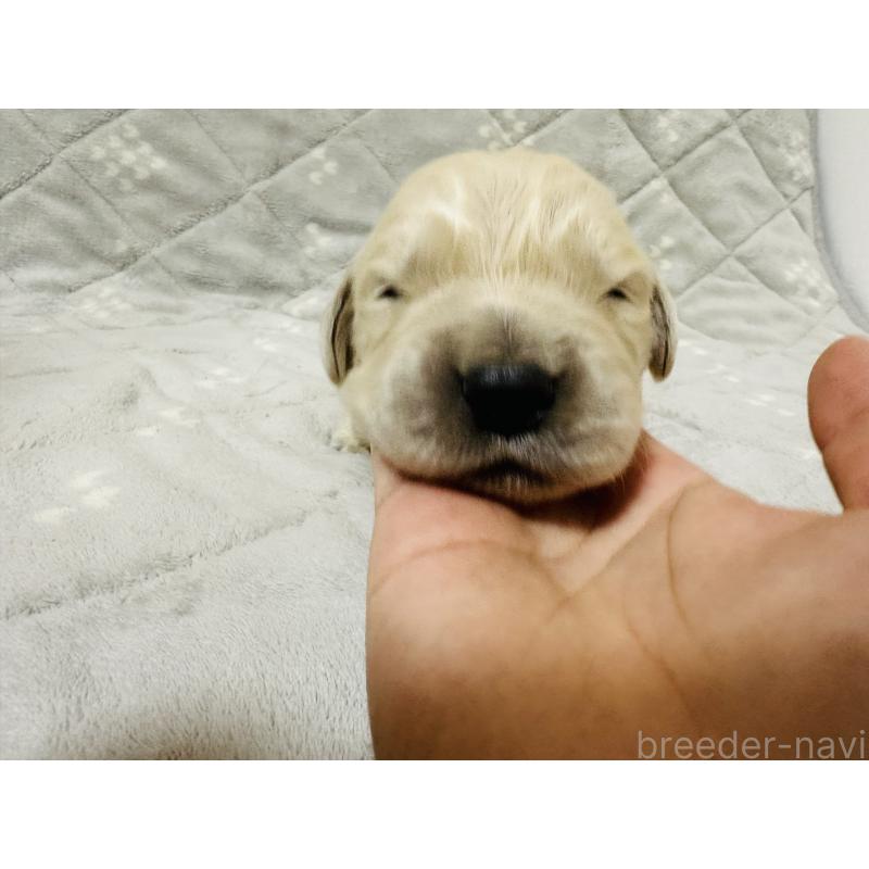 販売中の千葉県のゴールデンレトリーバー-440025の3枚目