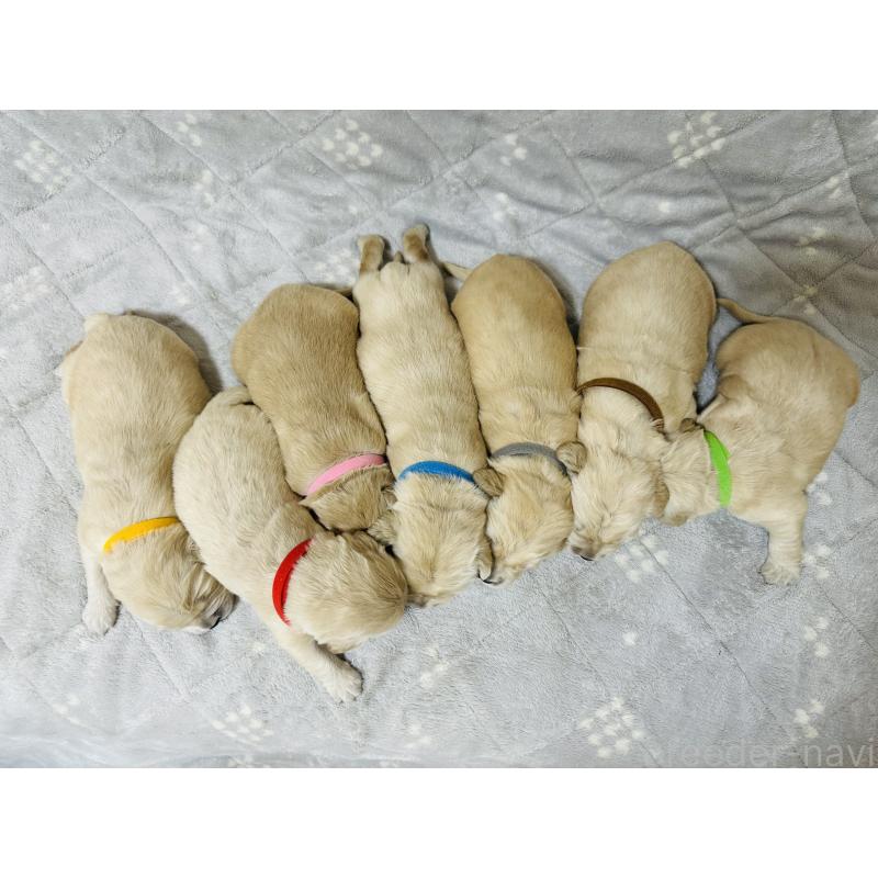 販売中の千葉県のゴールデンレトリーバー-440025の2枚目