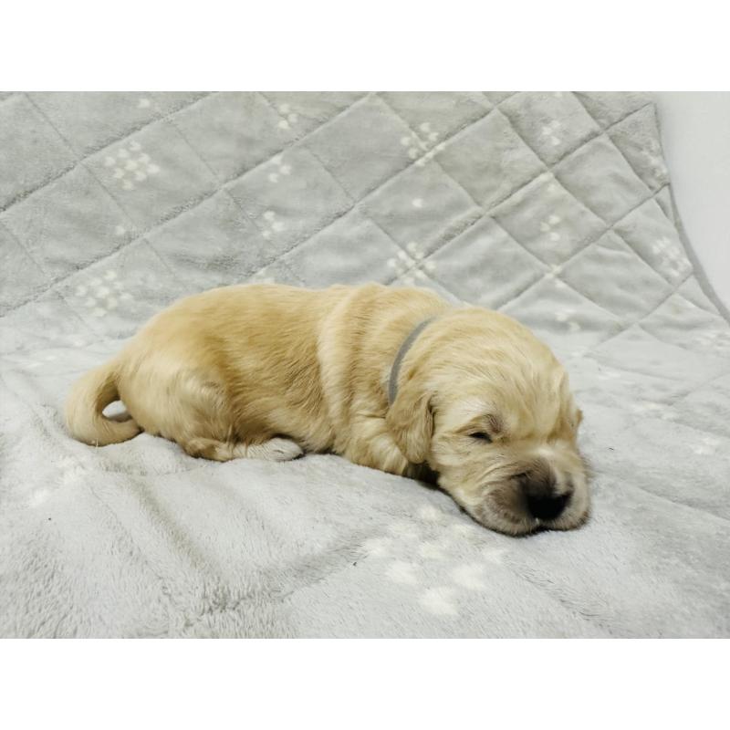 販売中の千葉県のゴールデンレトリーバー-440027の6枚目