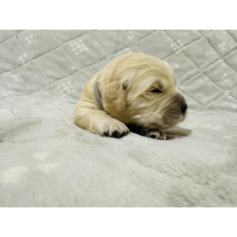 販売中の千葉県のゴールデンレトリーバー-440027の5枚目