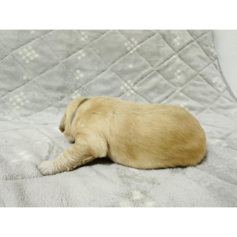 販売中の千葉県のゴールデンレトリーバー-440027の4枚目