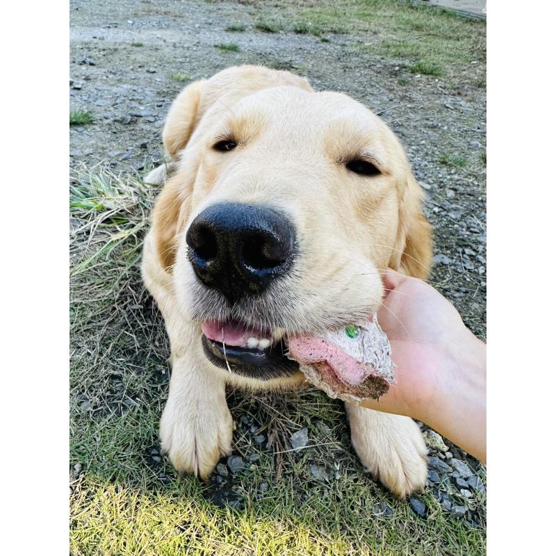 ポフちゃん1枚目