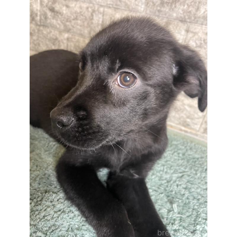 成約済の千葉県のミックス犬-424303の6枚目