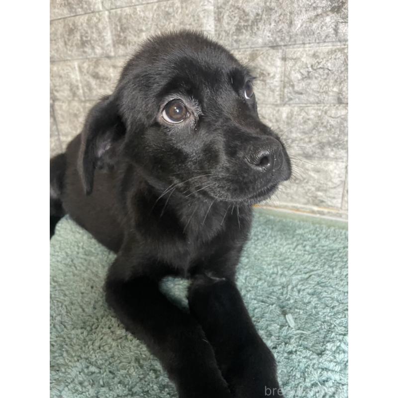 成約済の千葉県のミックス犬-424303の5枚目