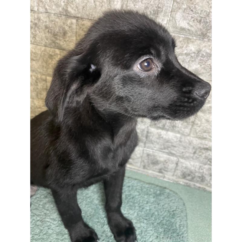 成約済の千葉県のミックス犬-424303の4枚目