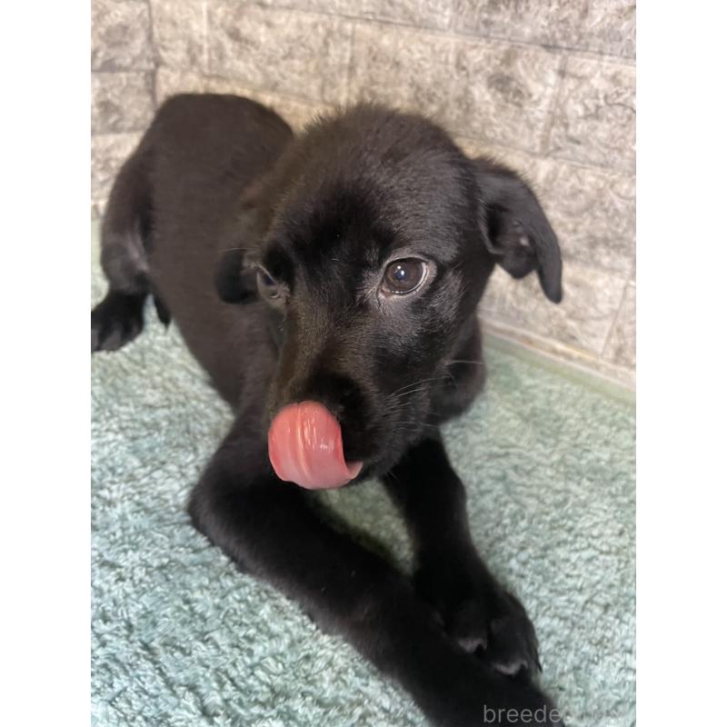 成約済の千葉県のミックス犬-424303の3枚目