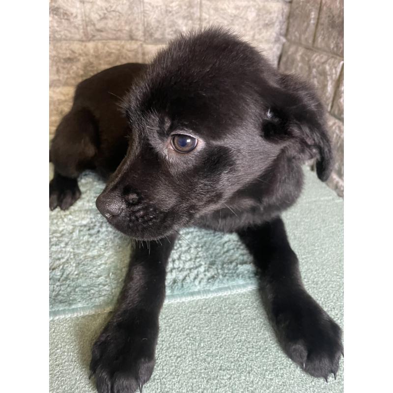 成約済の千葉県のミックス犬-424303の2枚目