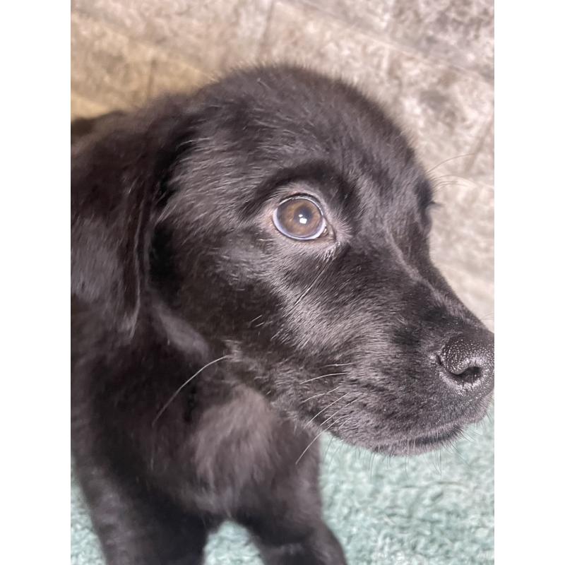 販売中の千葉県のミックス犬-424308の6枚目