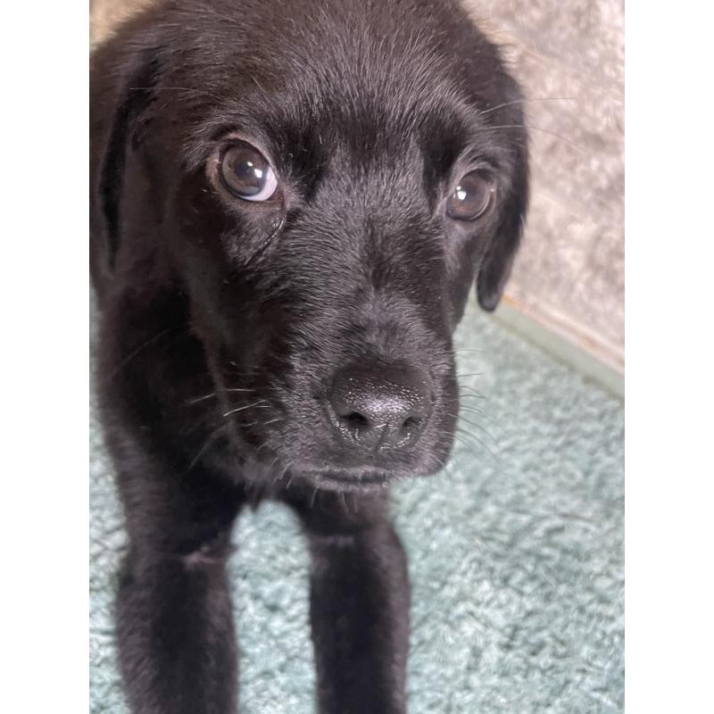 販売中の千葉県のミックス犬-424308の5枚目