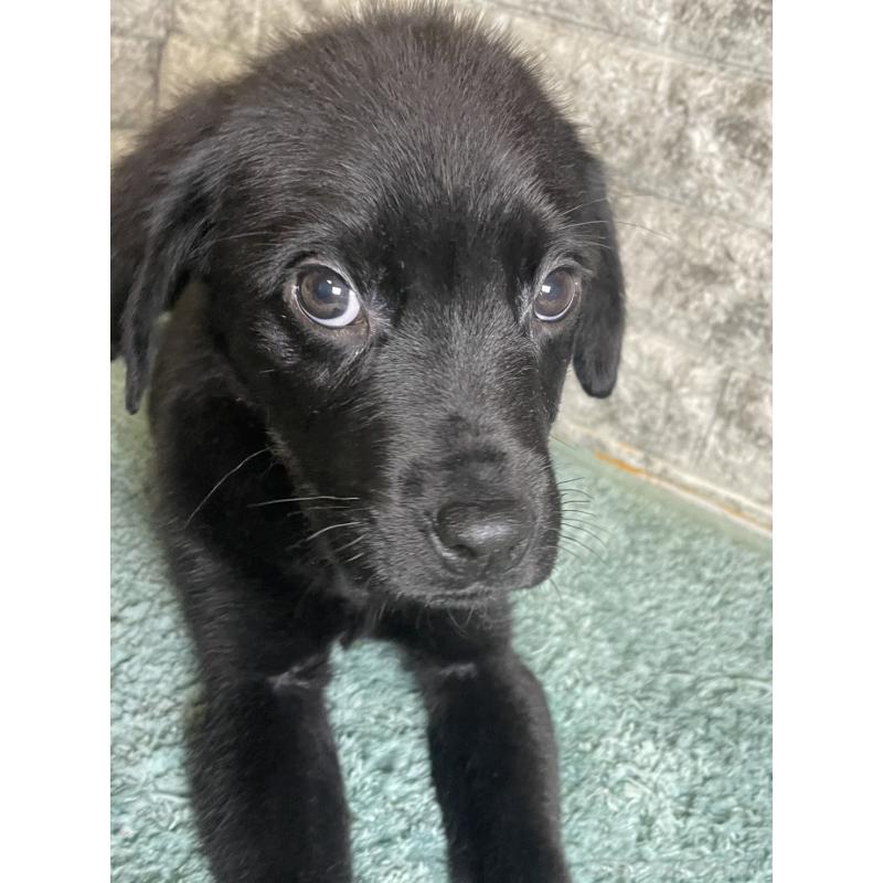 販売中の千葉県のミックス犬-424308の4枚目