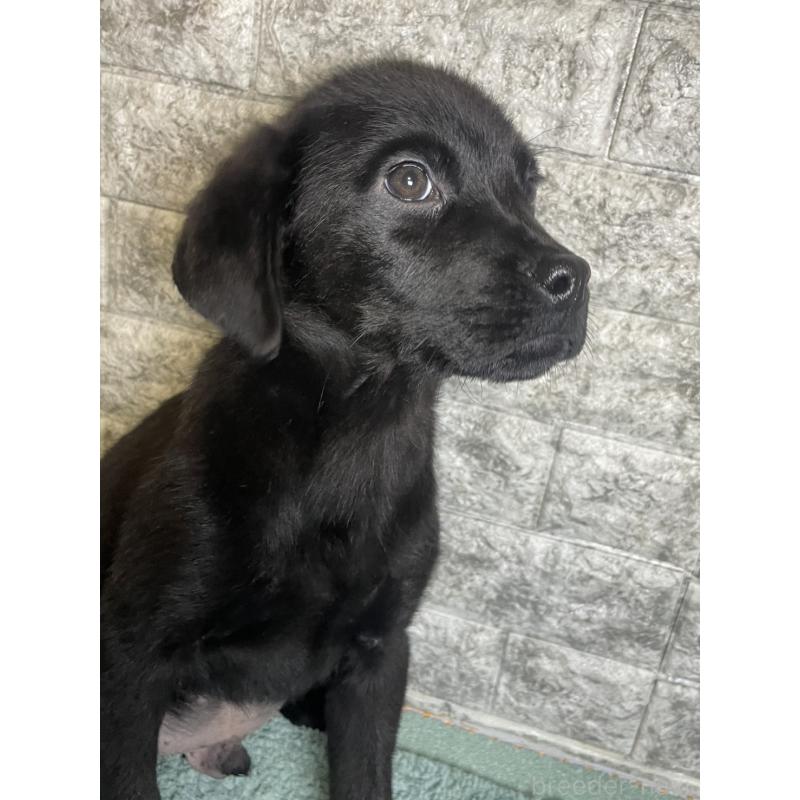 販売中の千葉県のミックス犬-424308の2枚目