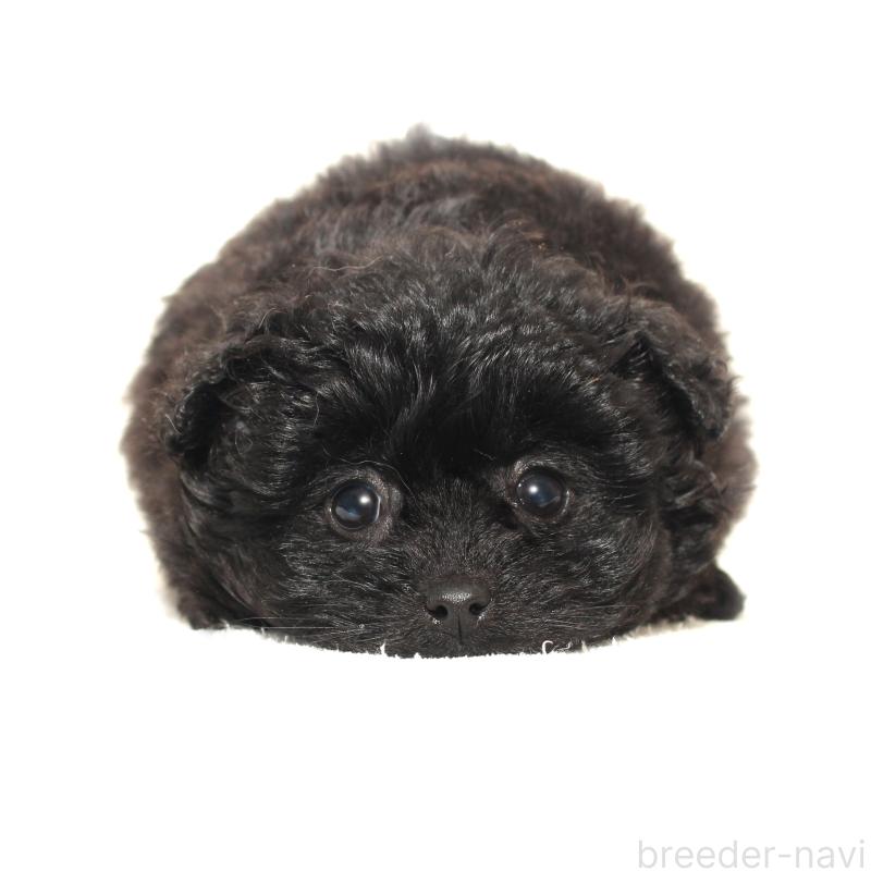 販売中の熊本県のポメプー:ポメラニアン×トイプードル-440028の1枚目