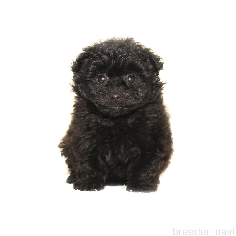 販売中の熊本県のポメプー:ポメラニアン×トイプードル-440028の3枚目