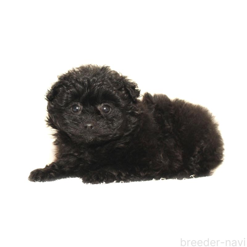 販売中の熊本県のポメプー:ポメラニアン×トイプードル-440028の2枚目