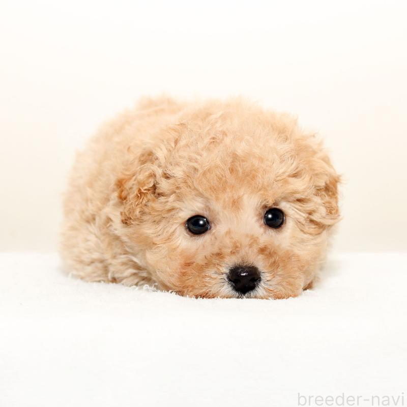 販売中の熊本県のマルプー:マルチーズ×トイプードル-440031の1枚目