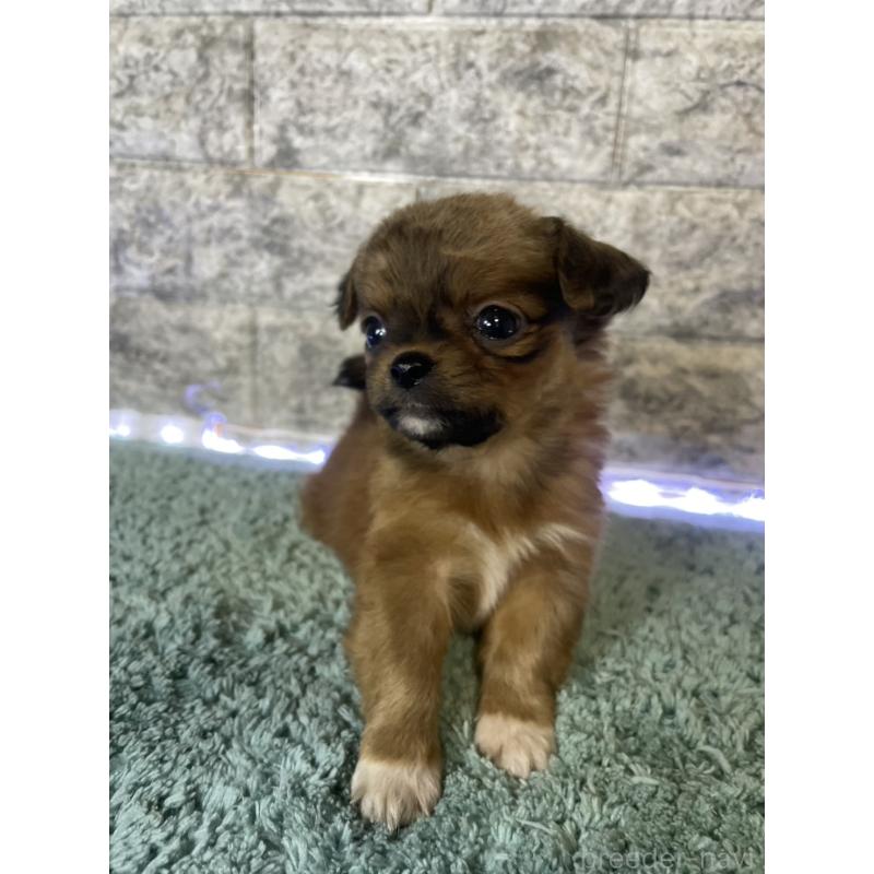 販売中の千葉県のポメプー:ポメラニアン×トイプードル-436885