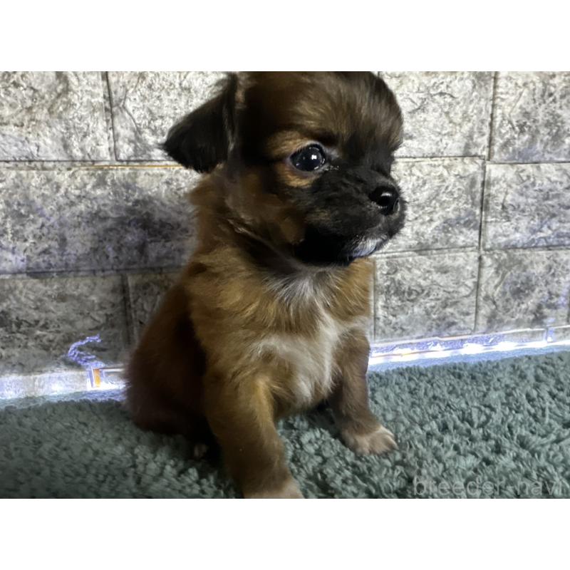 販売中の千葉県のチワズー:チワワ×シーズー-437959