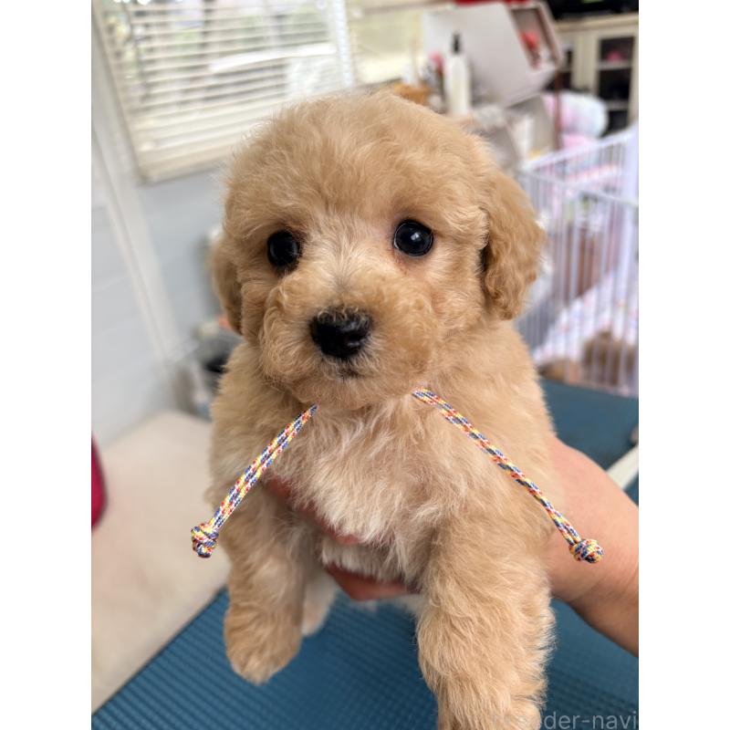 販売中の千葉県のビションプー:ビションフリーゼ×トイプードル-440032の4枚目