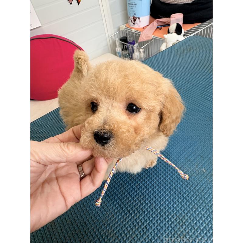 販売中の千葉県のビションプー:ビションフリーゼ×トイプードル-440032の2枚目