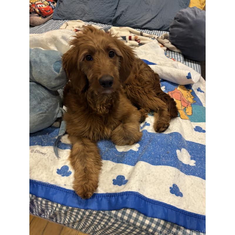 販売中の茨城県のゴールデンドゥードル:ゴールデンレトリーバー×プードル-404137