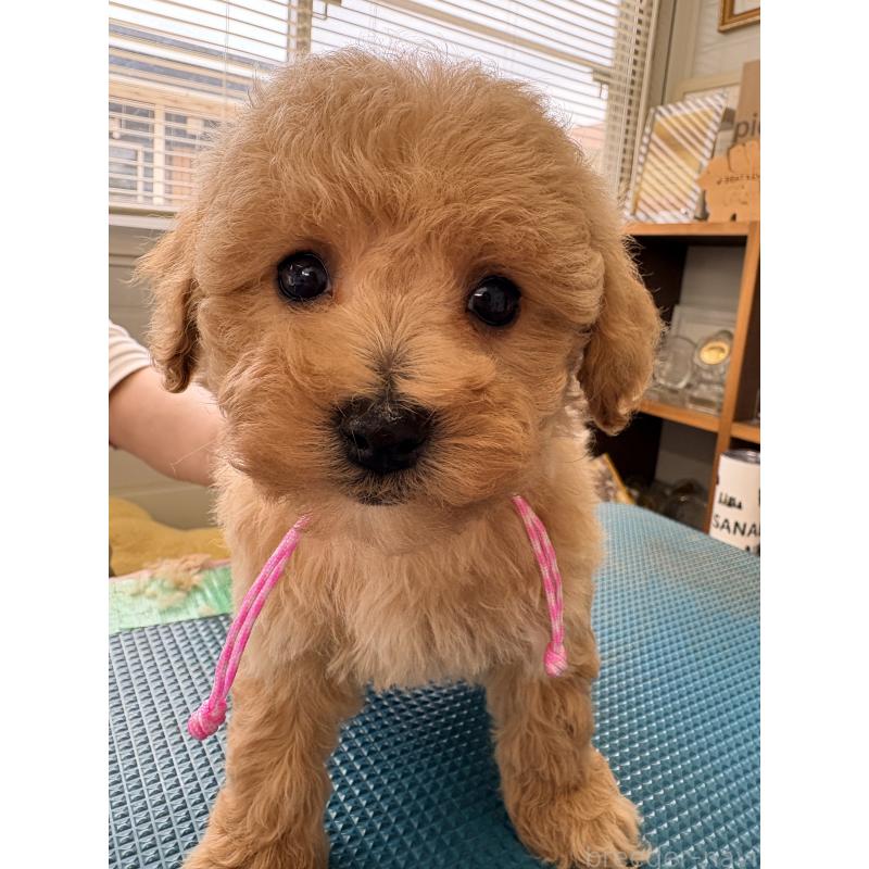 販売中の千葉県のビションプー:ビションフリーゼ×トイプードル-440033の5枚目