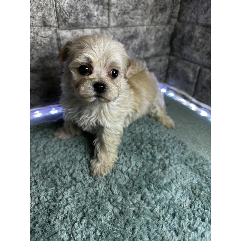 販売中の千葉県のマルプー:マルチーズ×トイプードル-437642