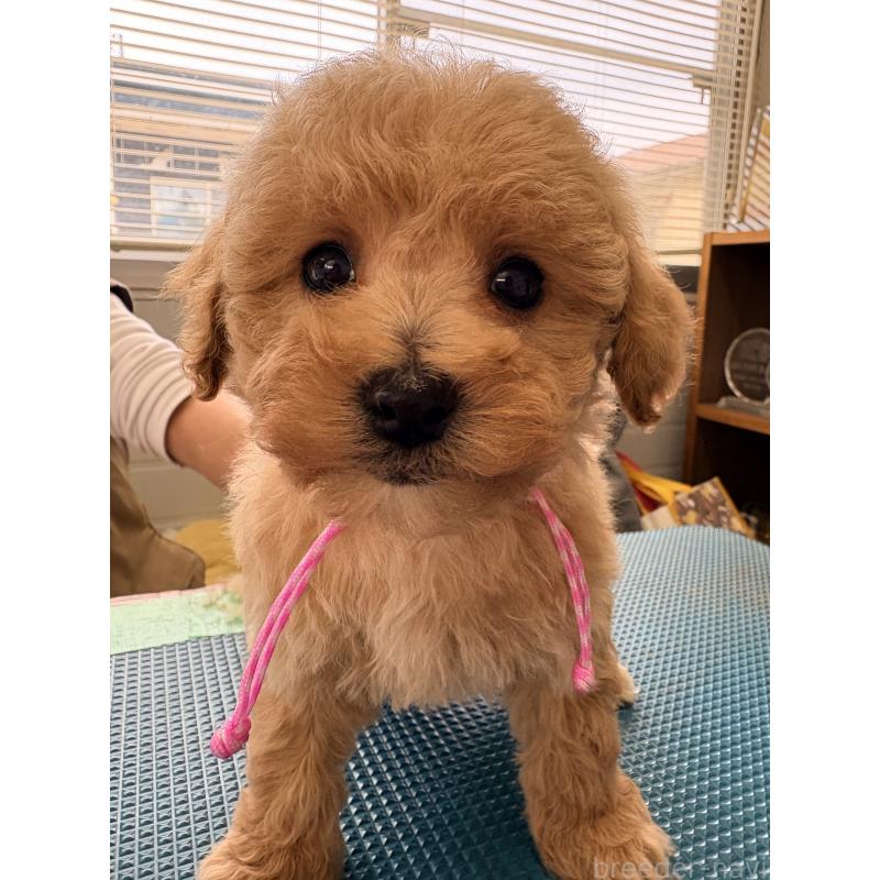 販売中の千葉県のビションプー:ビションフリーゼ×トイプードル-440033の3枚目