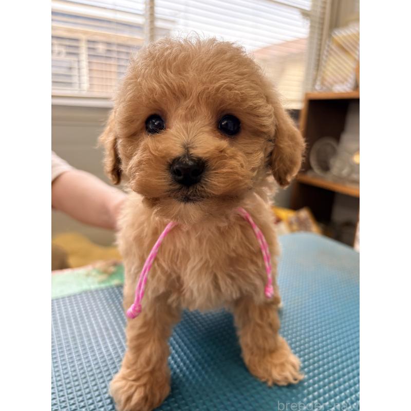 販売中の千葉県のビションプー:ビションフリーゼ×トイプードル-440033の2枚目