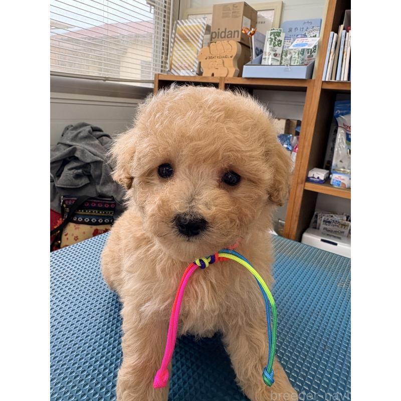 販売中の千葉県のビションプー:ビションフリーゼ×トイプードル-440034の2枚目