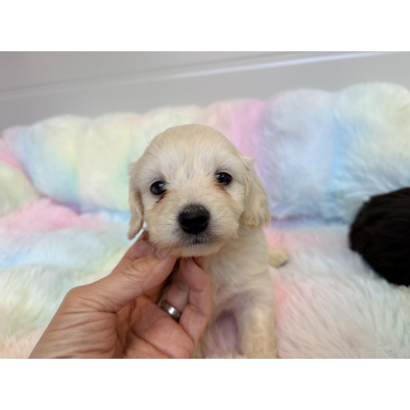 販売中の千葉県のダップー:ミニチュアダックスフンド×トイプードル-440035の6枚目