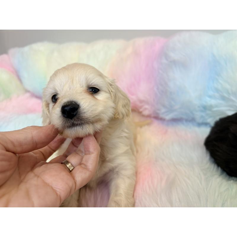 販売中の千葉県のダップー:ミニチュアダックスフンド×トイプードル-440035の5枚目