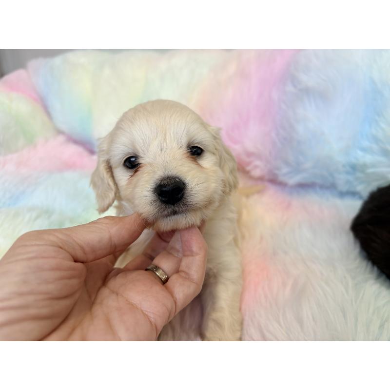 販売中の千葉県のダップー:ミニチュアダックスフンド×トイプードル-440035の4枚目